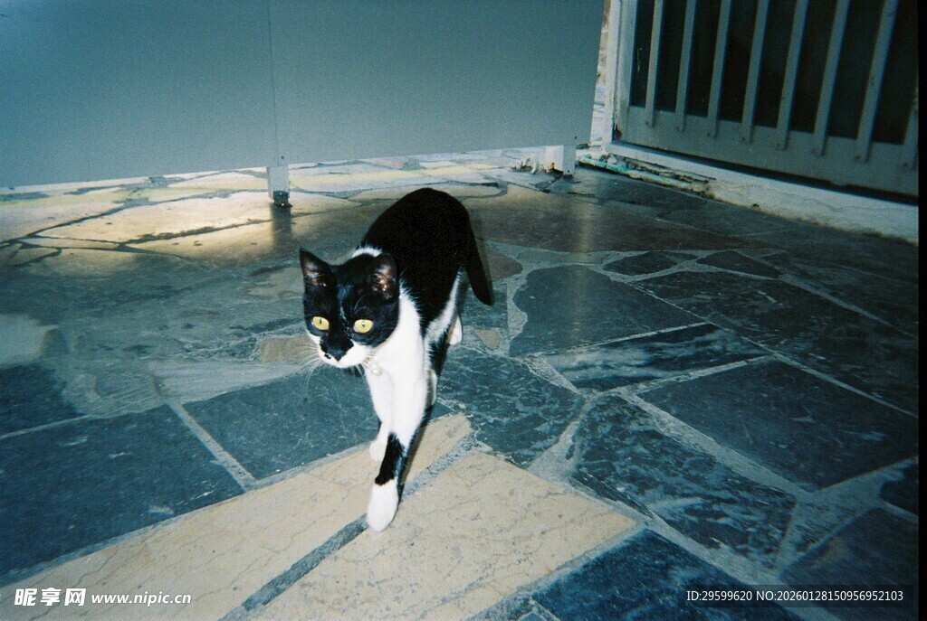 黑白猫咪在户外地面行走