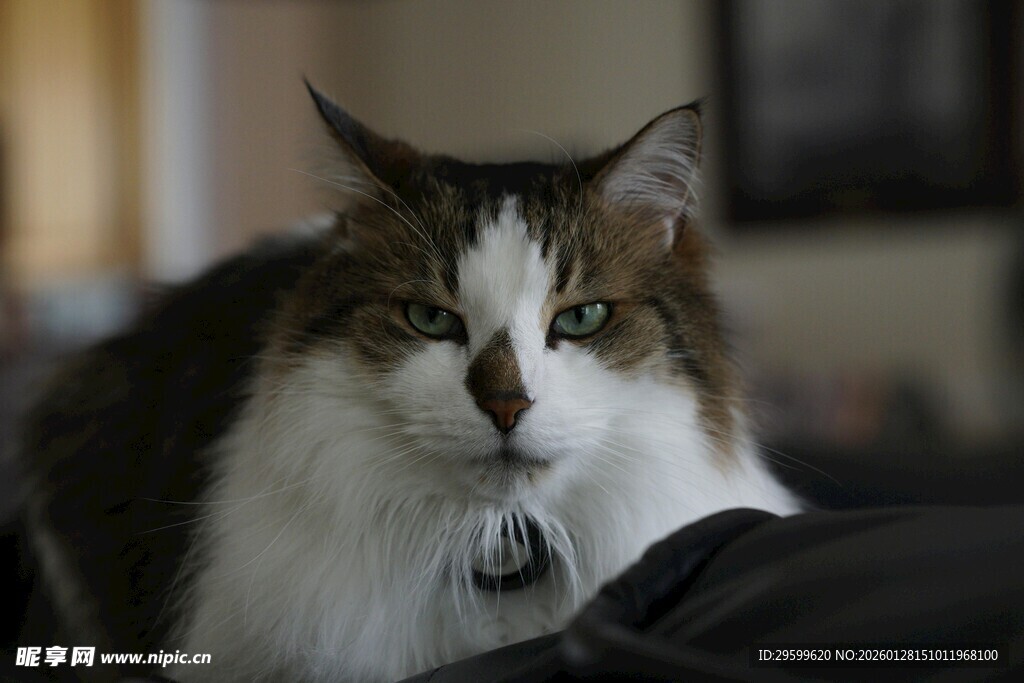 长毛猫咪戴铃铛特写