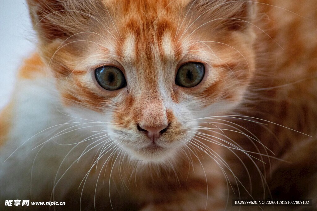 可爱橘白小猫近景特写
