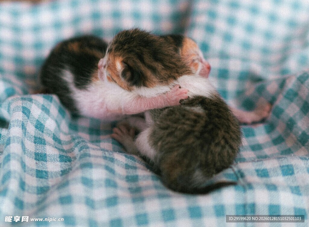 可爱小猫依偎在格子布上