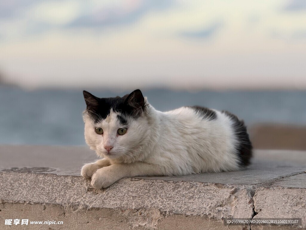 黑白猫咪惬意趴于石上