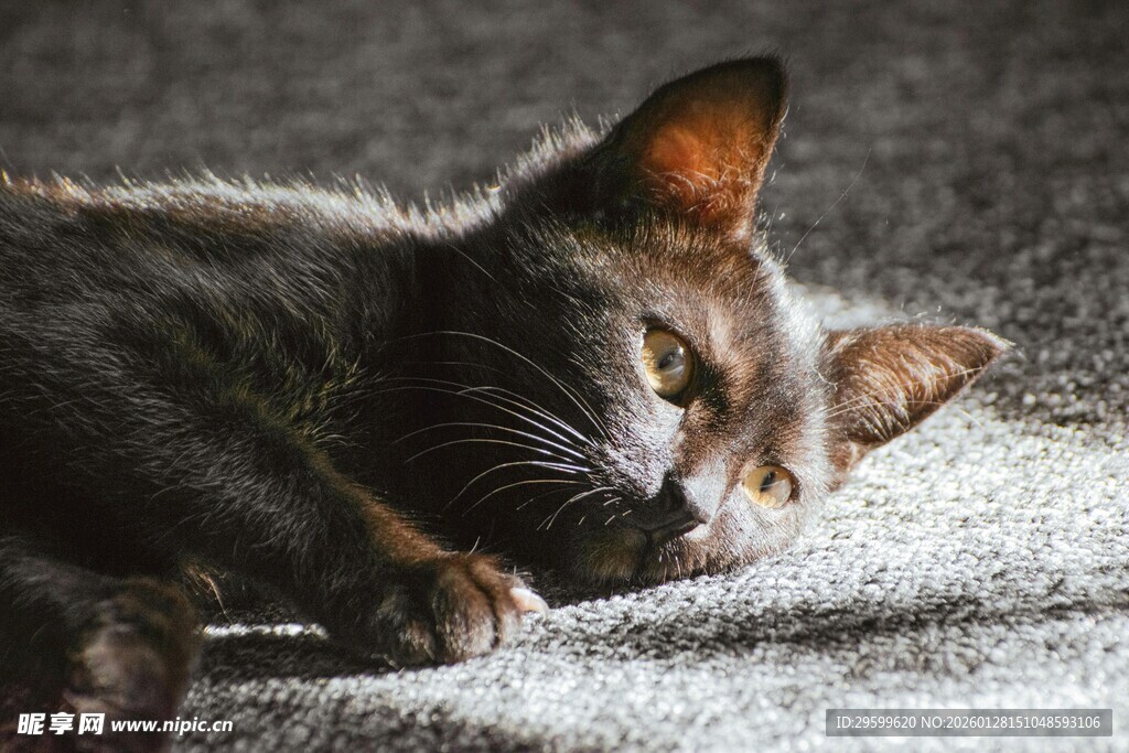 夜晚趴卧的猫咪