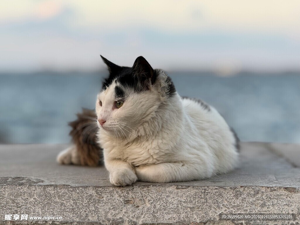 海边休憩的黑白猫咪