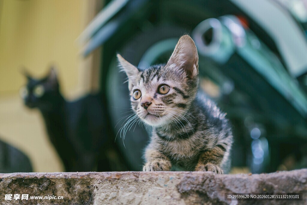 可爱小猫探头张望