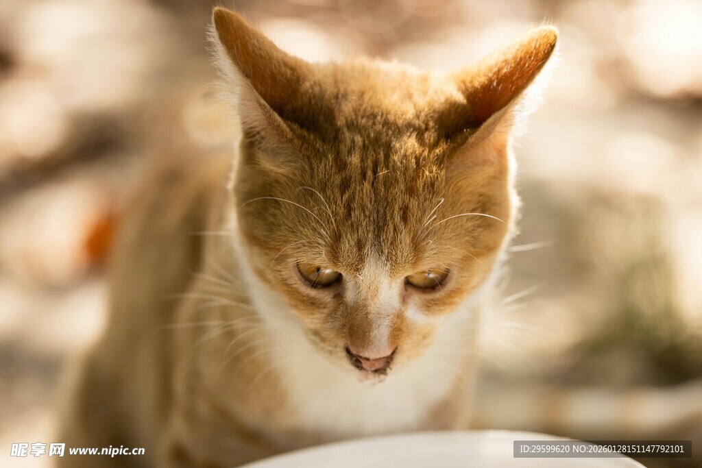 橘猫低头专注进食瞬间