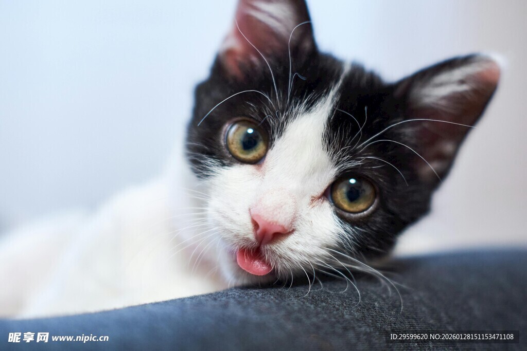 可爱黑白猫吐舌卖萌