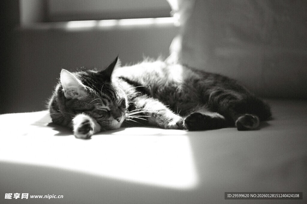 阳光下猫咪惬意酣睡