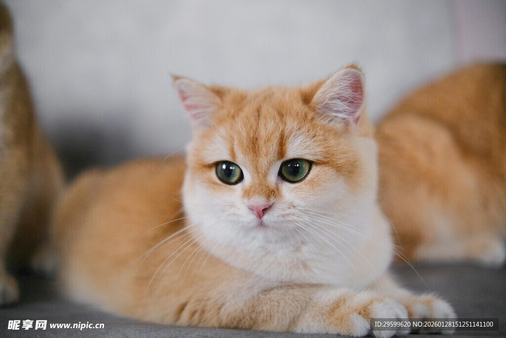 可爱橘白猫咪趴坐