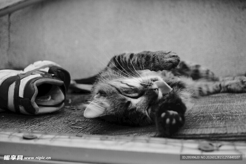 猫咪侧卧在鞋子旁