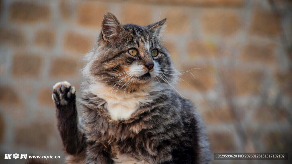 可爱猫咪侧坐砖墙前
