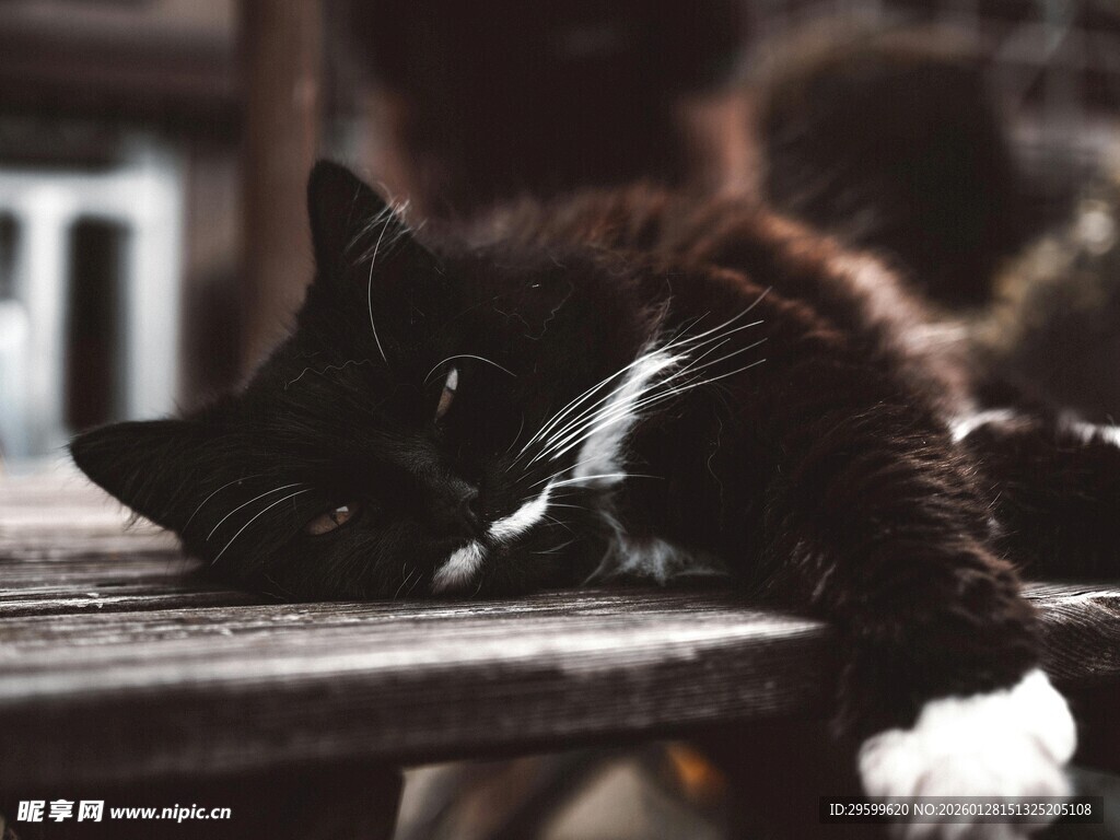 慵懒猫咪惬意趴木桌