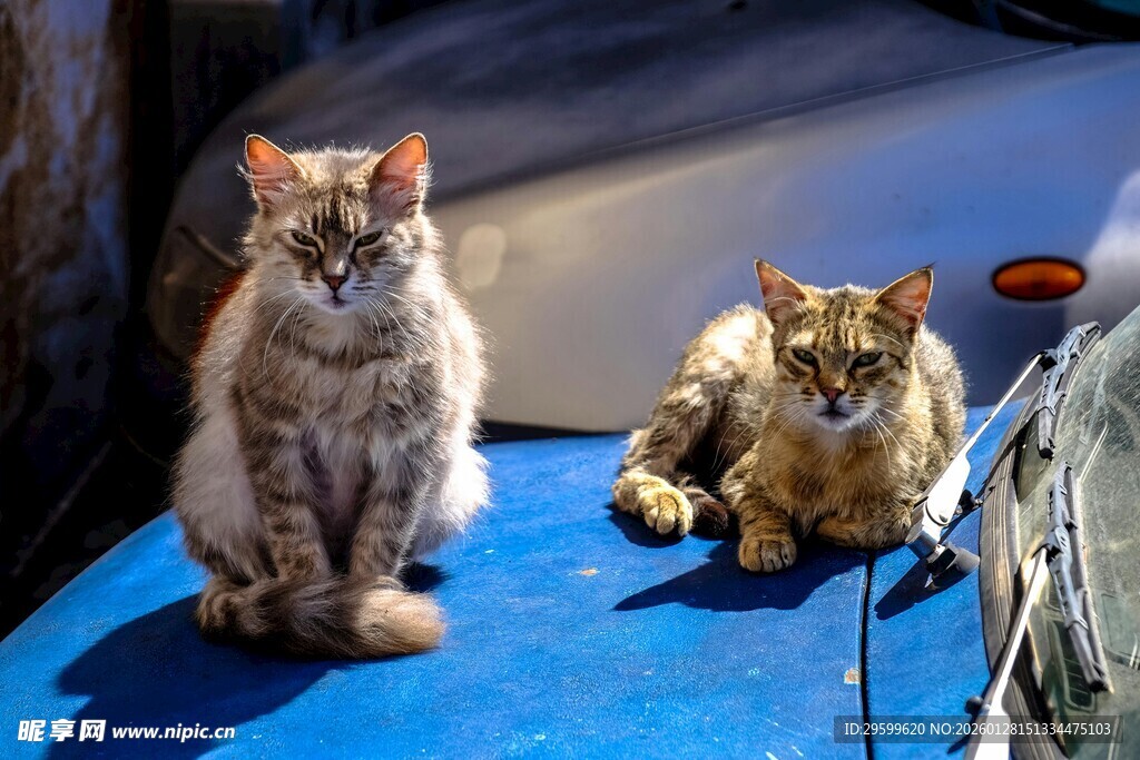两只猫咪静卧蓝色平台上