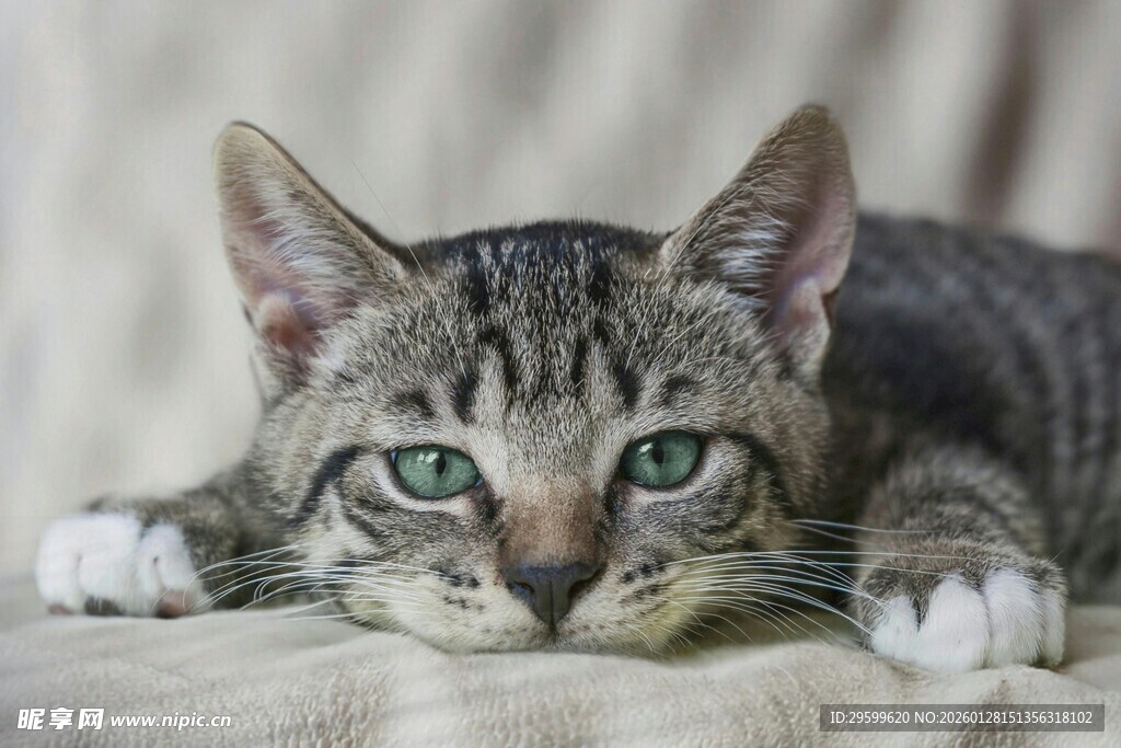 趴着的斑纹小猫