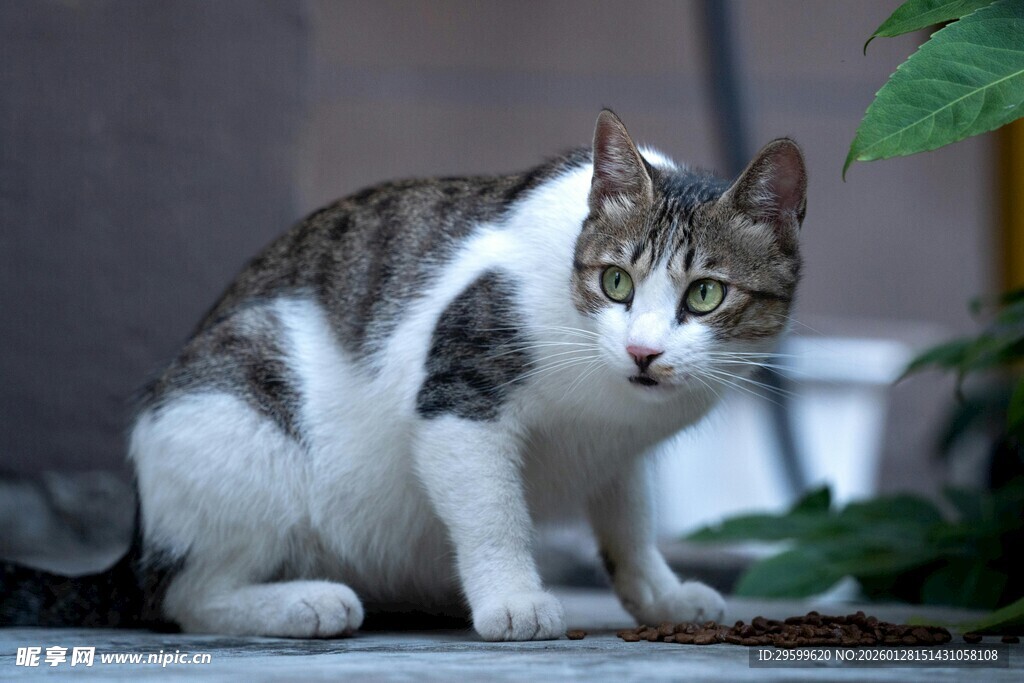 蹲坐猫咪专注看绿植