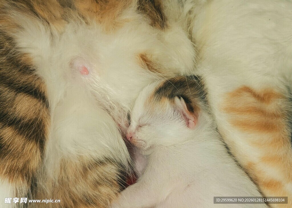 小猫依偎母猫哺乳画面
