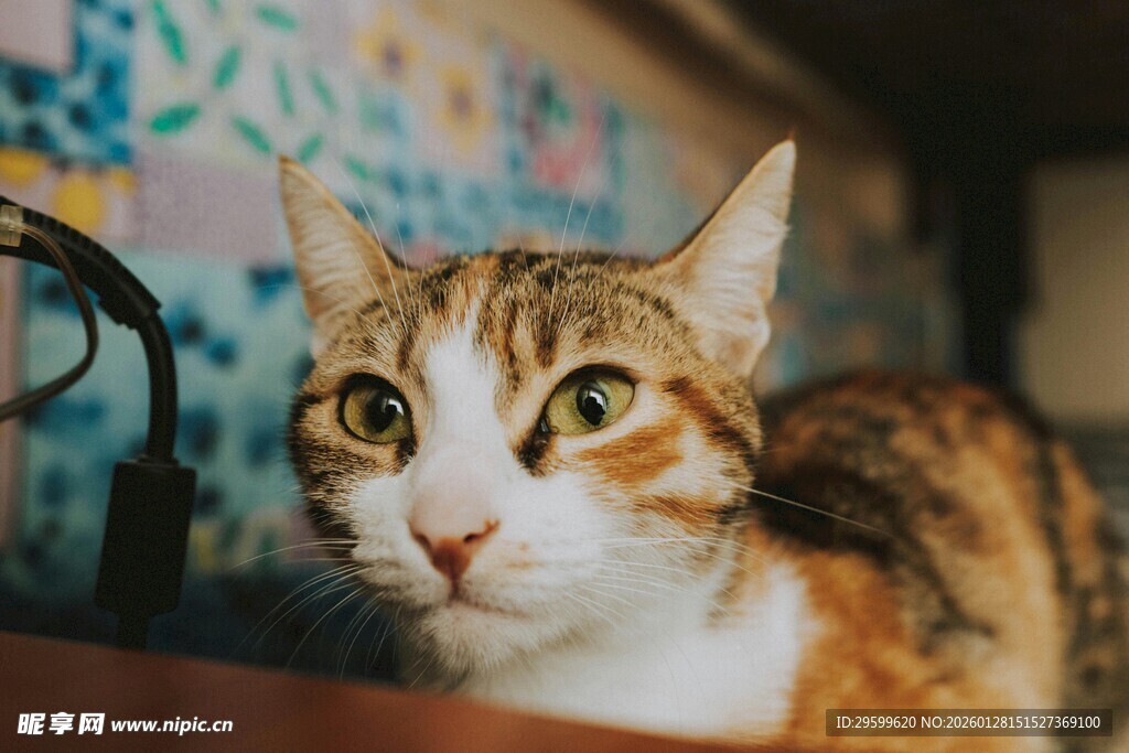 可爱三色猫好奇张望