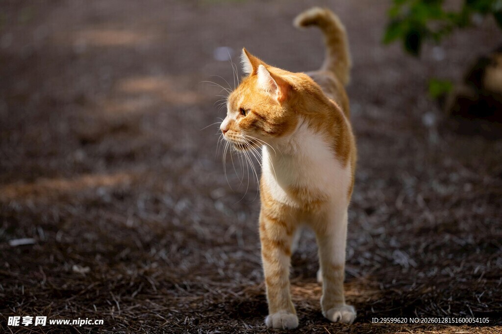 漫步的橘白猫咪