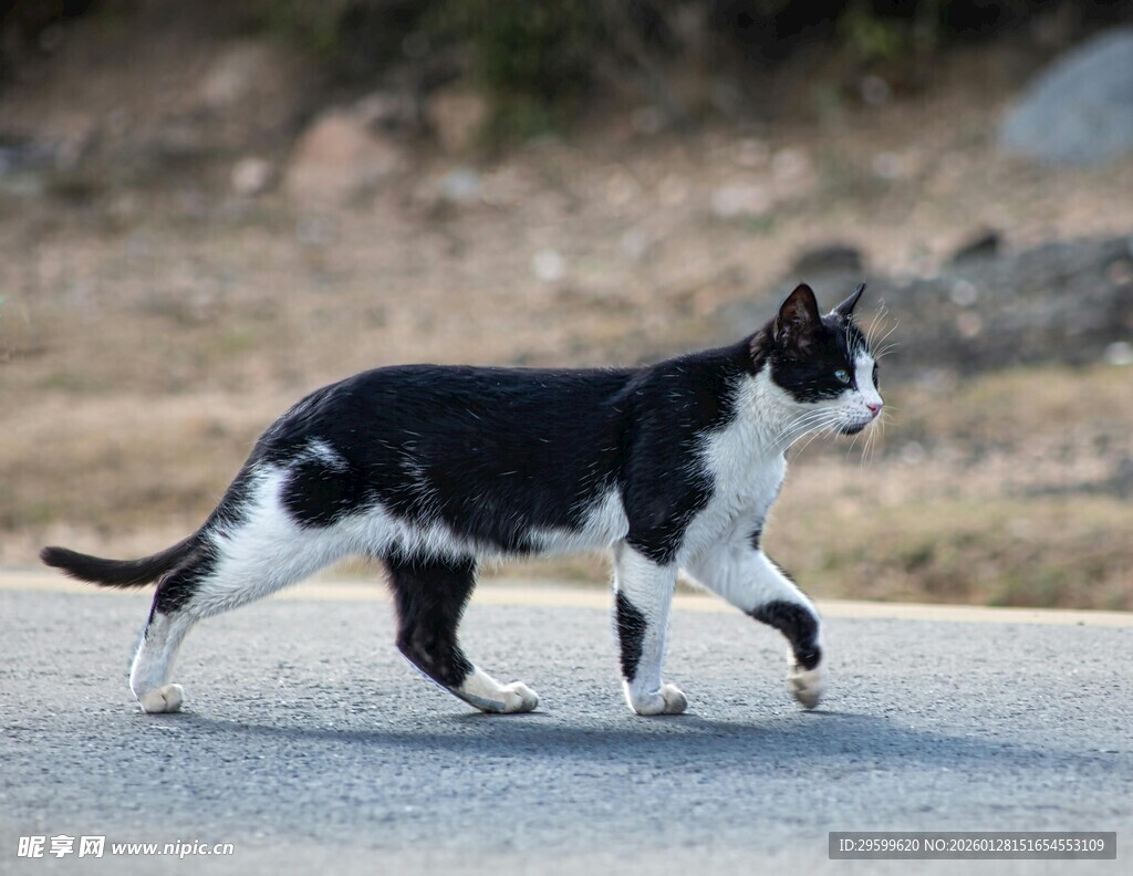 黑白花猫在路上行走