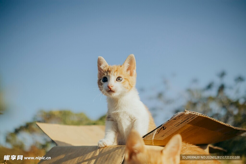 纸箱上的可爱小奶狗