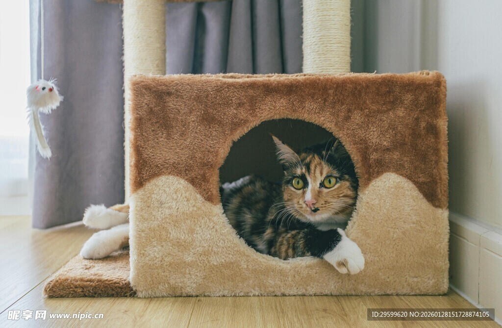 猫咪惬意躲在猫窝中