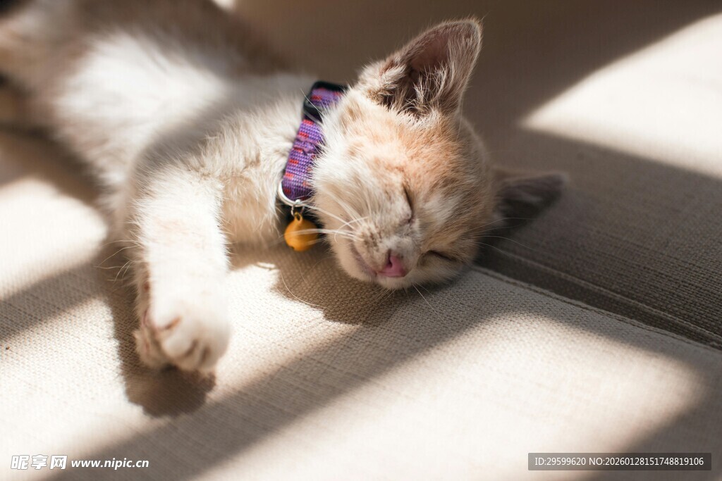 阳光下熟睡的可爱小猫