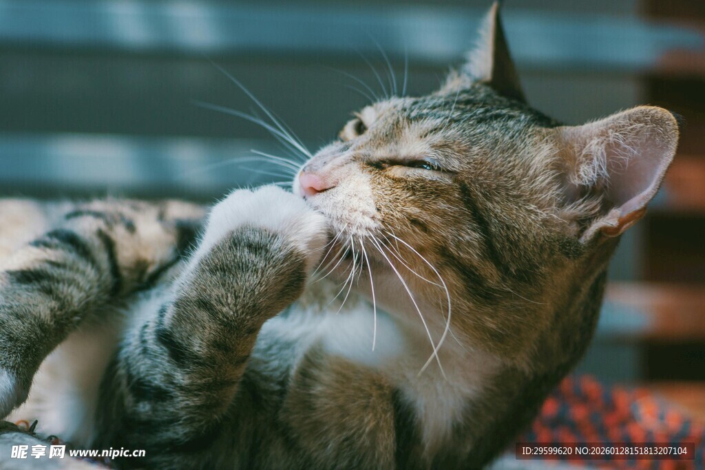 惬意猫咪享受悠闲时光