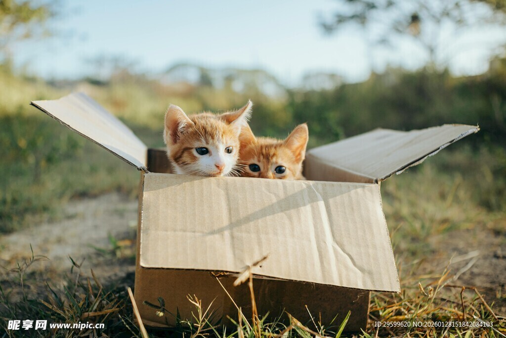 纸箱里的两只可爱小猫咪