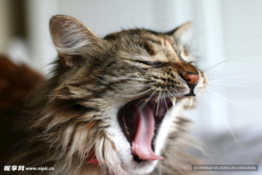 打哈欠的长毛猫咪