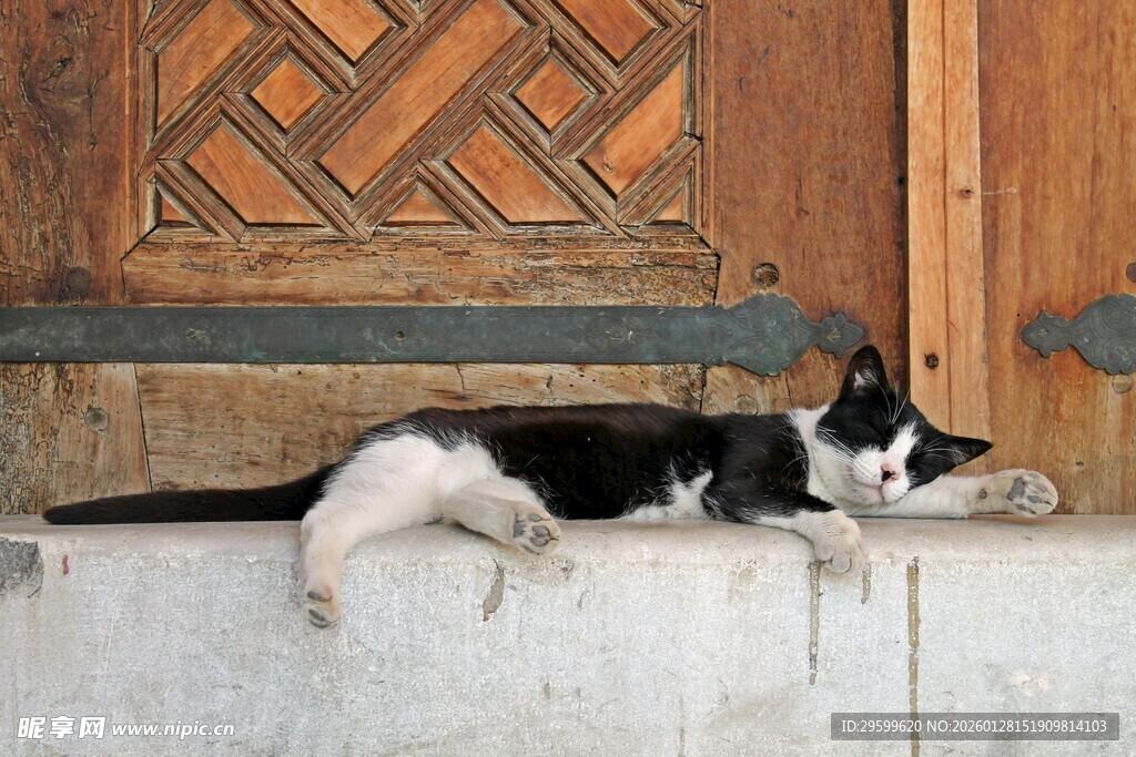 门边酣睡的黑白猫咪