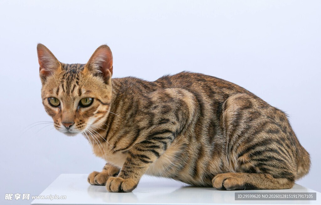 斑纹猫咪优雅蹲坐
