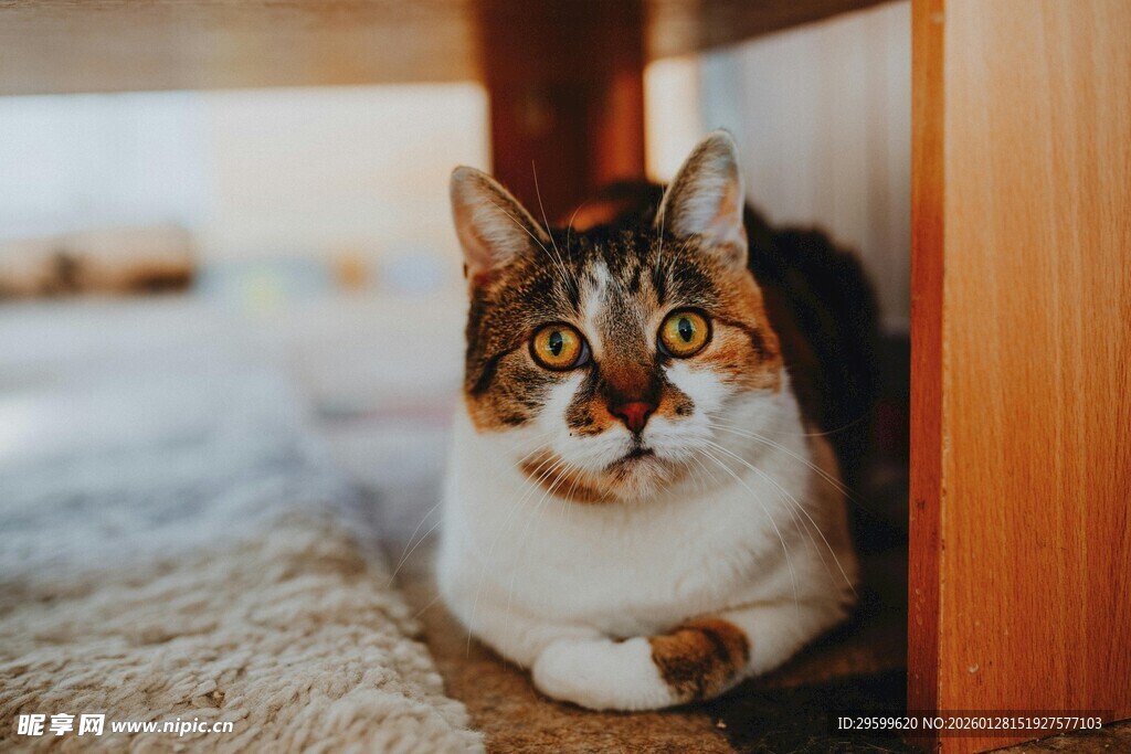 可爱猫咪躲在角落