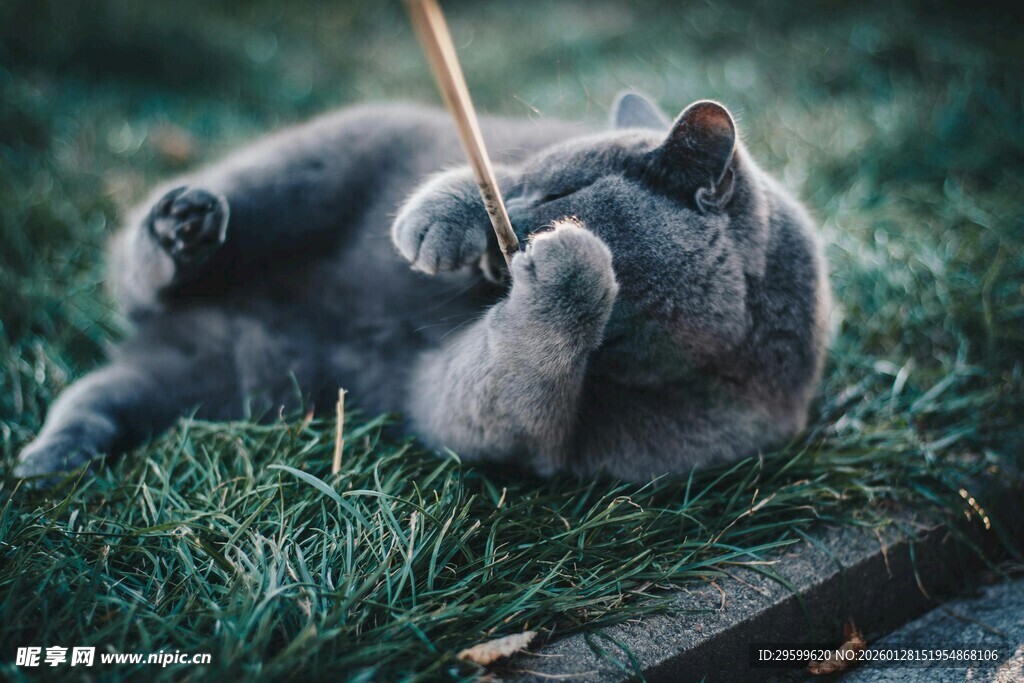 猫咪草地玩耍逗趣瞬间