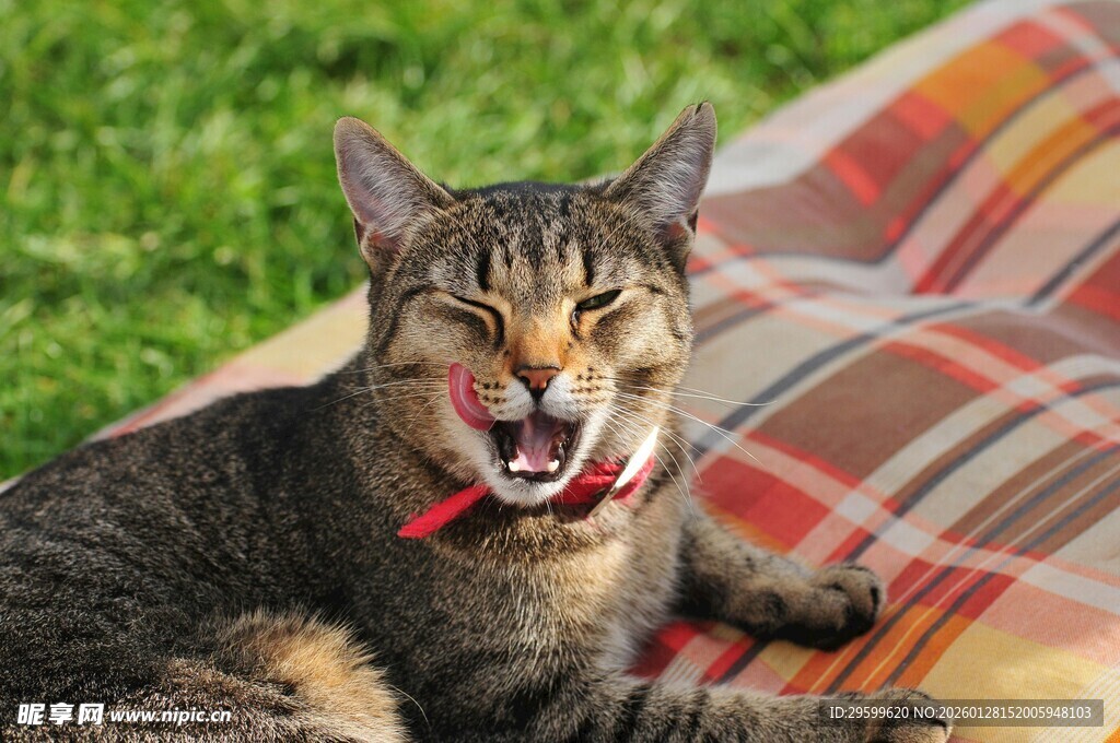 惬意猫咪躺卧彩色毯子上
