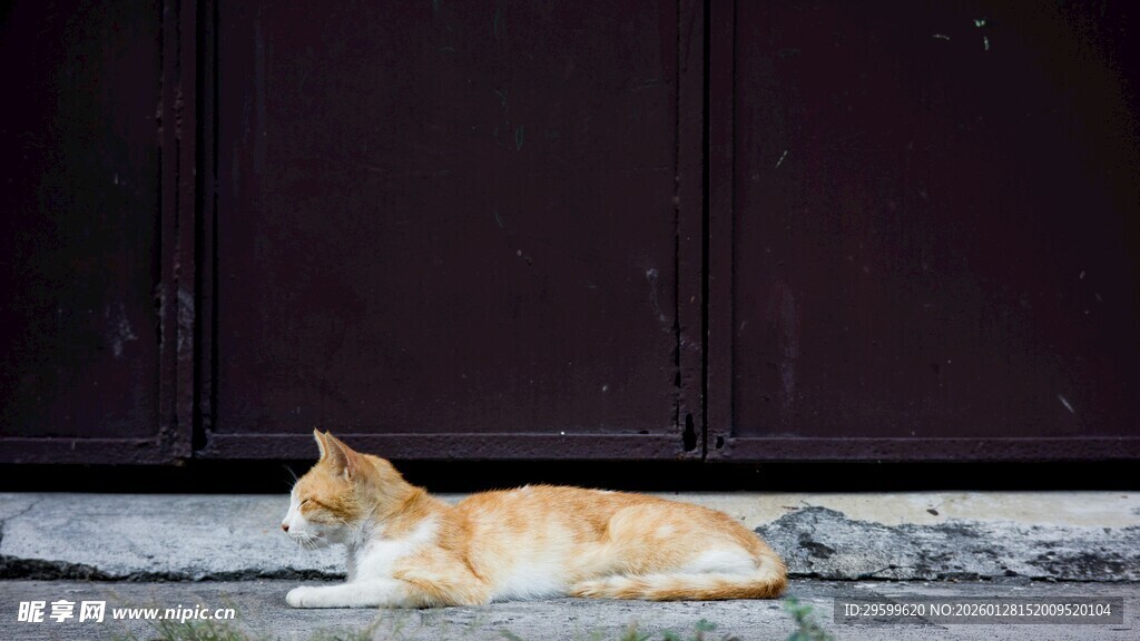 门前休憩的橘猫