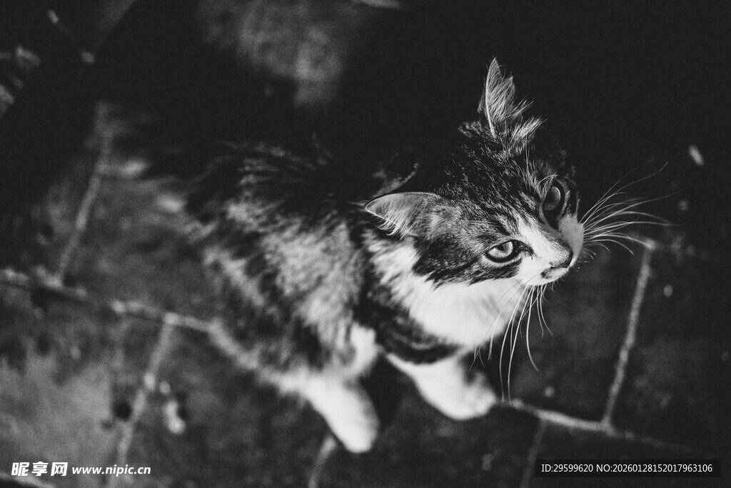 黑夜中的可爱猫咪