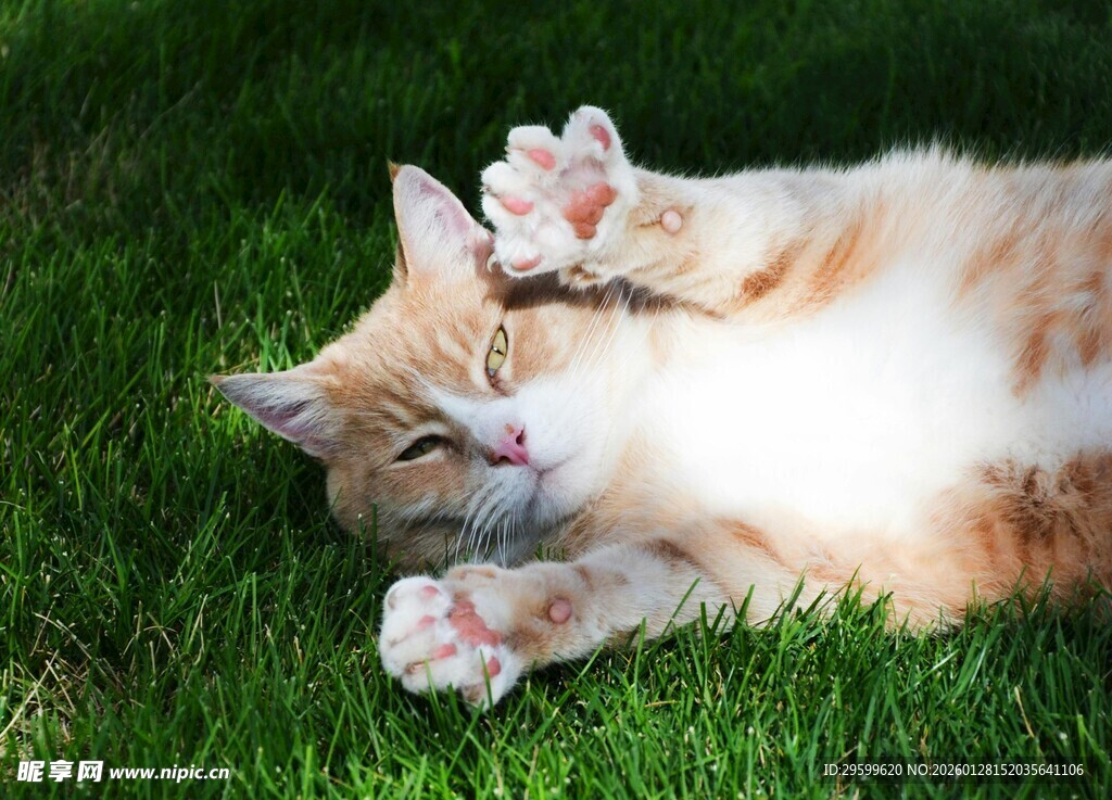 猫咪惬意躺卧在绿草地上