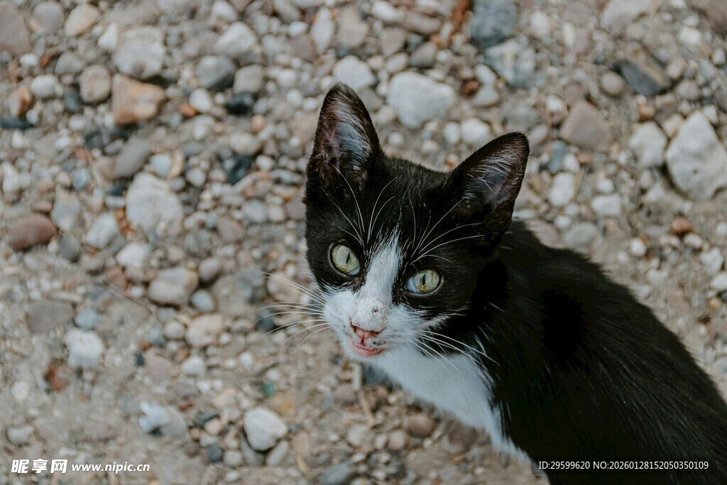 黑白小猫好奇望向前方