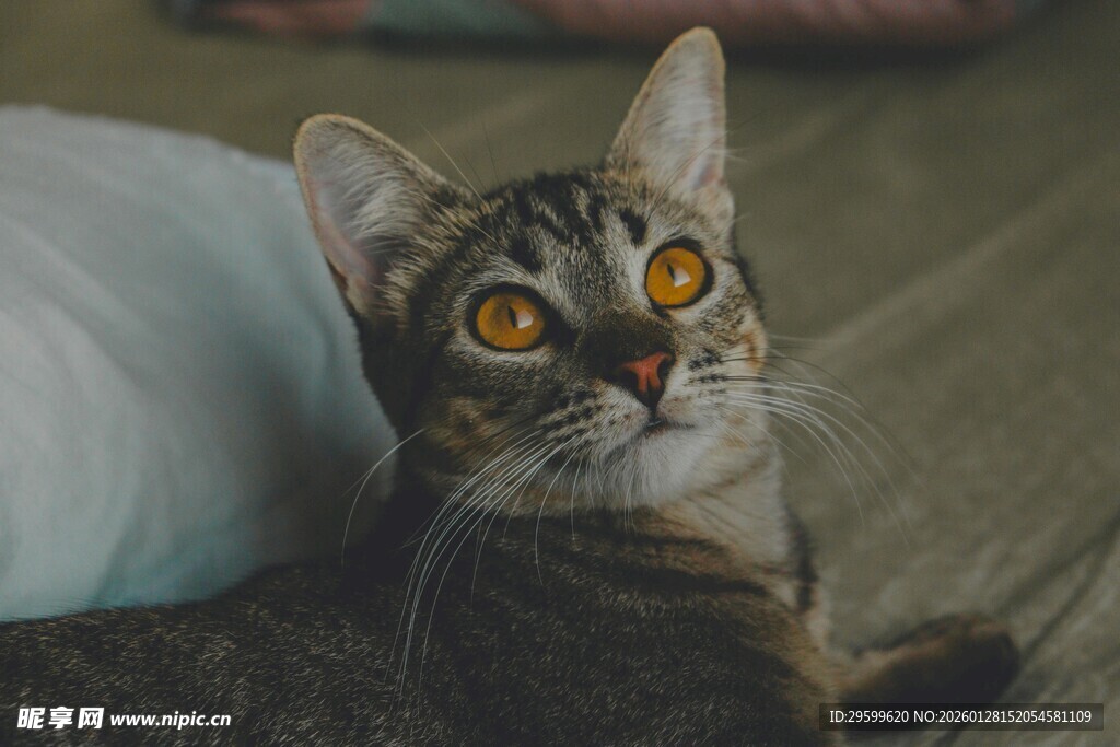 仰头凝视的可爱猫咪