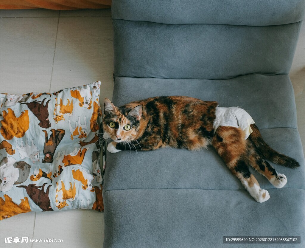 猫咪躺沙发姿态慵懒