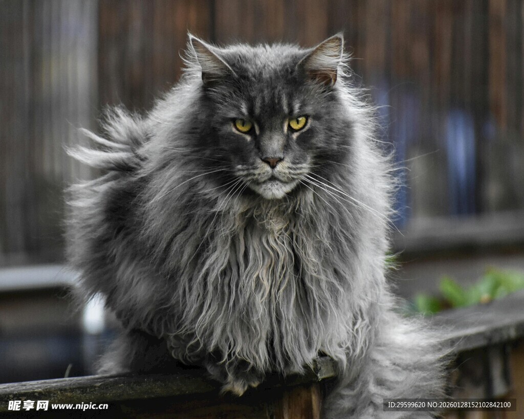 长毛灰猫倚栏凝视