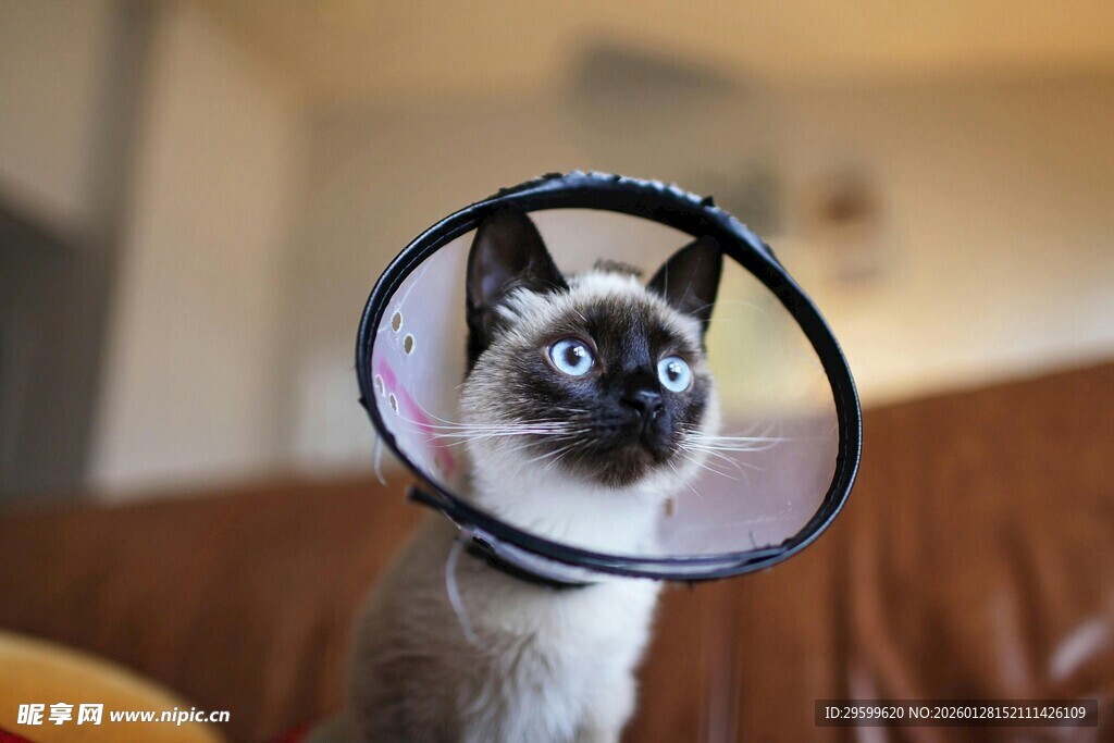 戴伊丽莎白圈的可爱猫咪