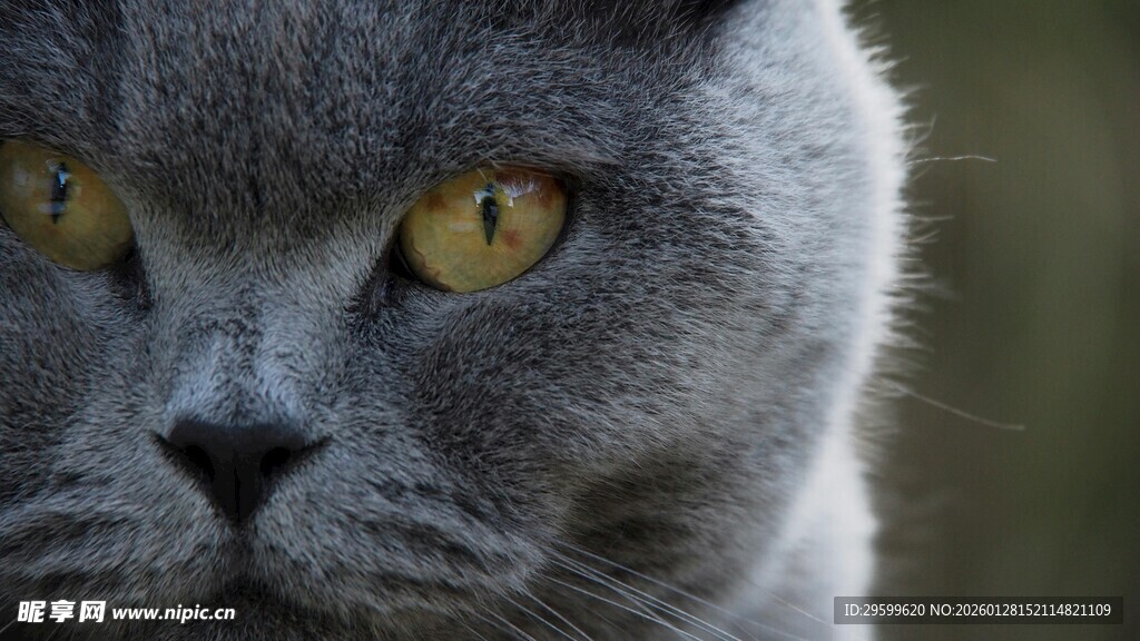 凝视的灰蓝猫咪