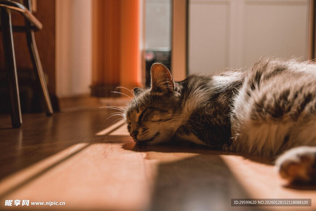 阳光下猫咪惬意躺地板