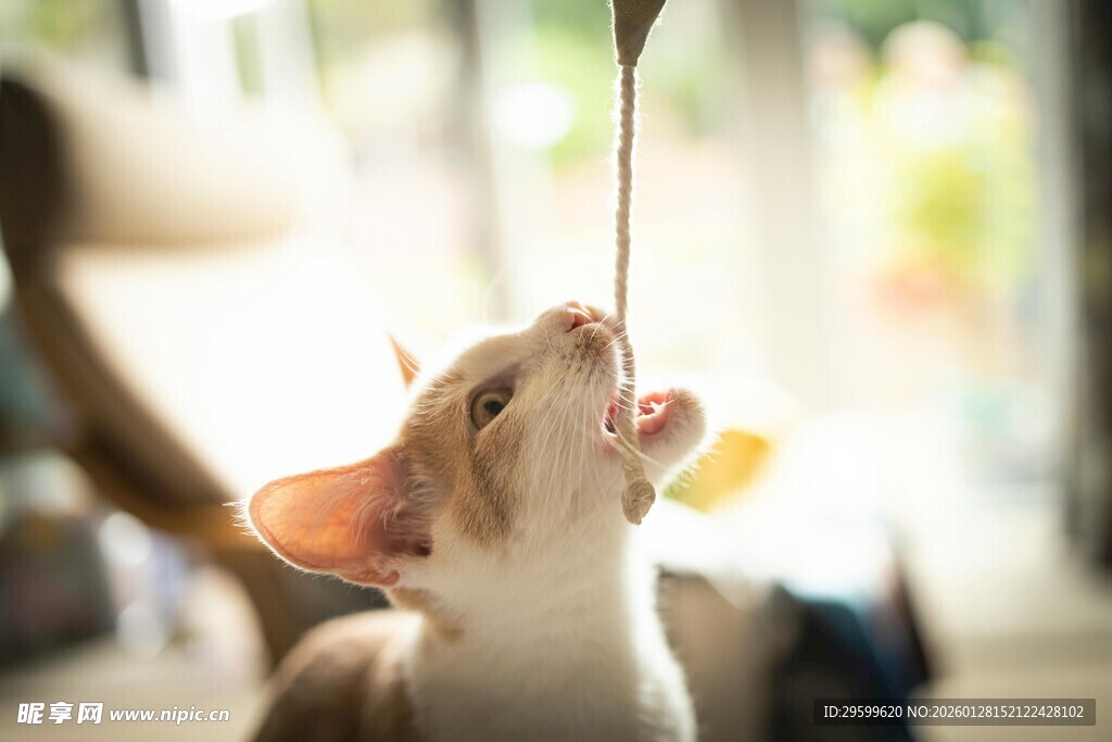 猫咪仰头玩悬挂小玩具