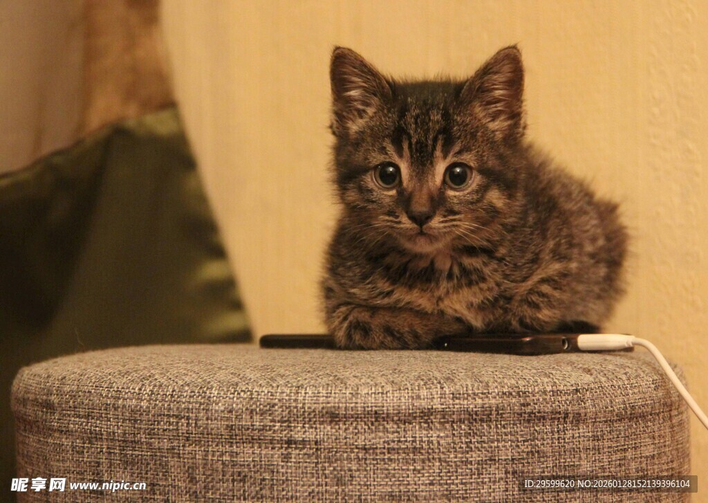 可爱小猫趴坐圆凳上