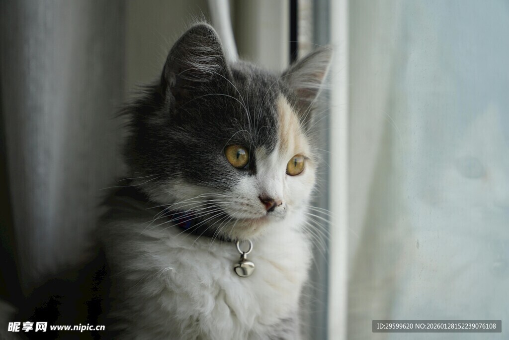 窗边三色猫的静谧时刻