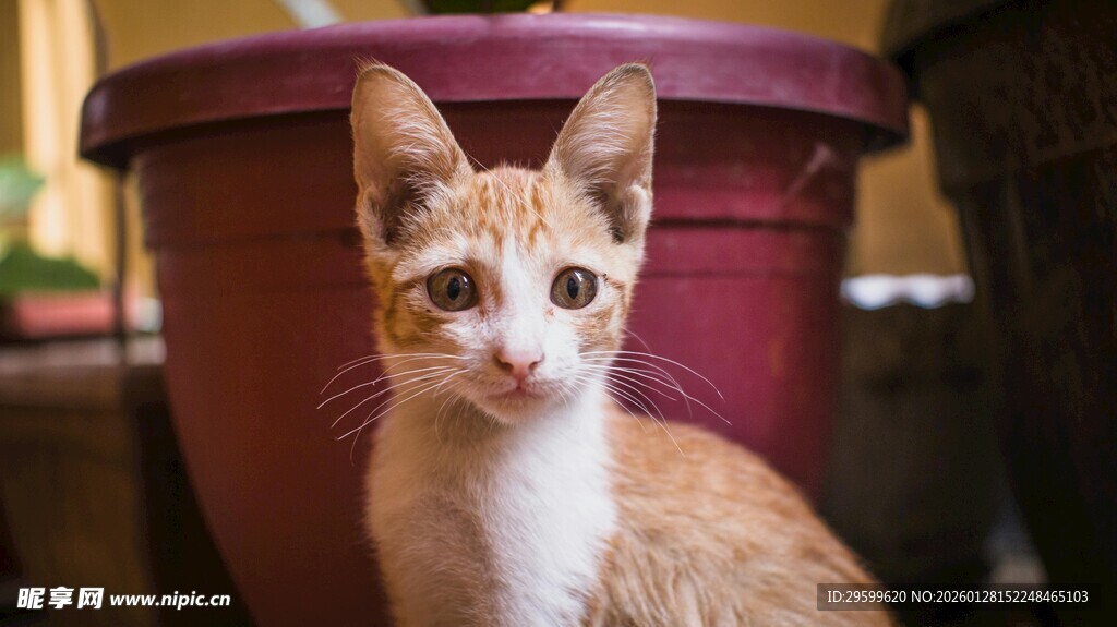 可爱小猫蹲坐花盆旁