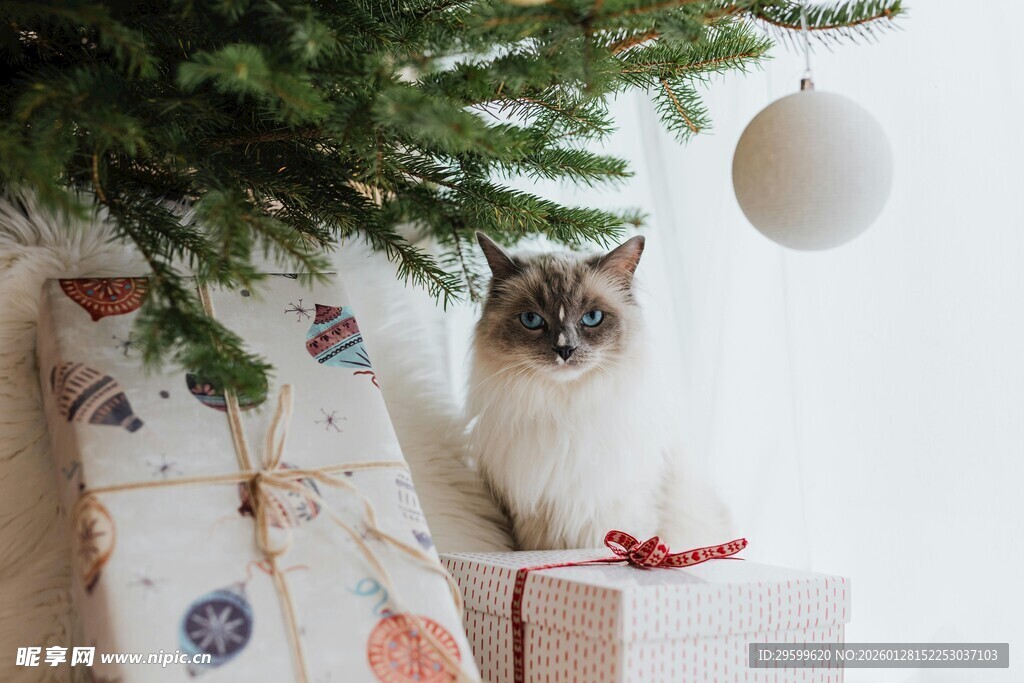 圣诞树下的可爱猫咪