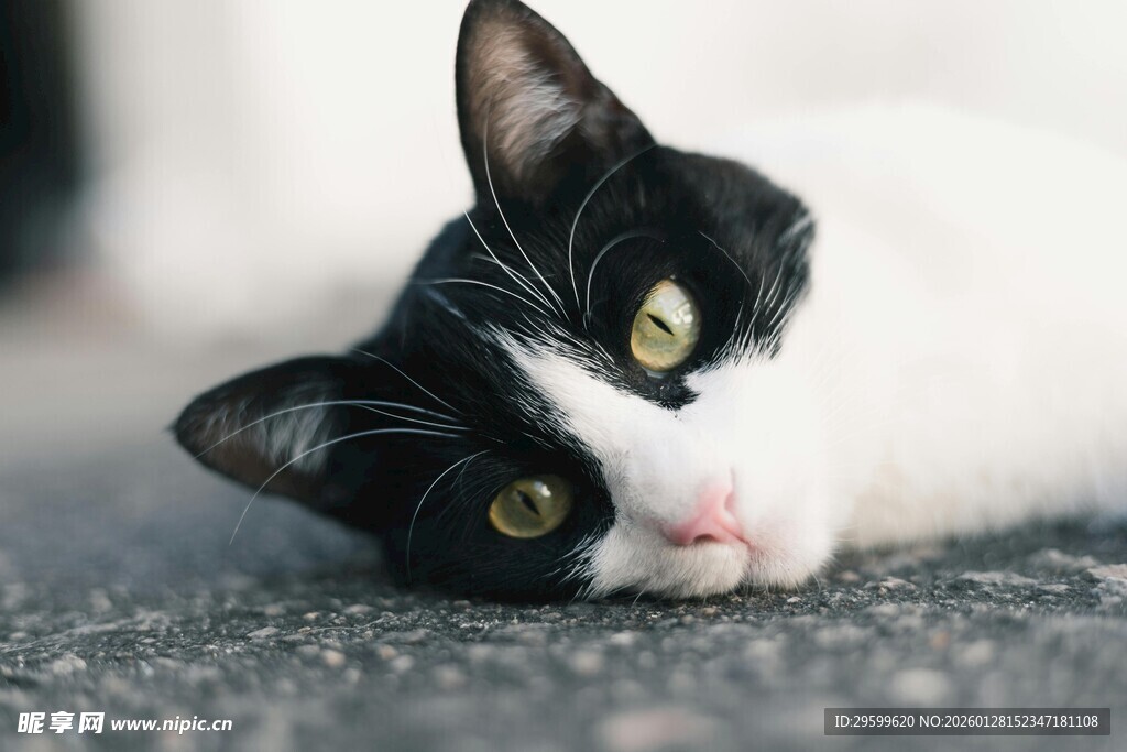 黑白猫咪慵懒趴地