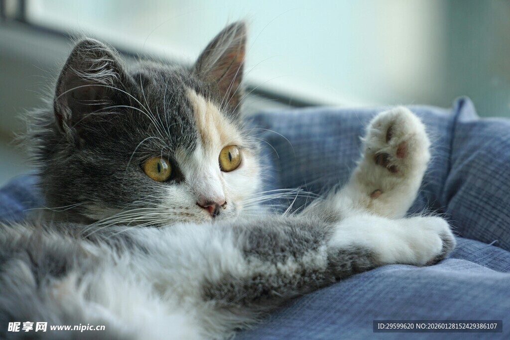 慵懒小猫惬意躺卧